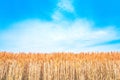 Barley golden fields and summer country side Scene background Royalty Free Stock Photo