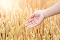 Hand on barley golden fields and summer country side Scene background Royalty Free Stock Photo