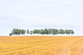 Barley golden fields and summer country side Scene background Royalty Free Stock Photo