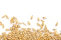 Barley grain