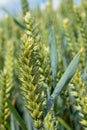 Barley Grain growing in Green Field Close up low level view Royalty Free Stock Photo