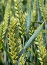 Barley Grain growing in Green Field Close up low level view Royalty Free Stock Photo