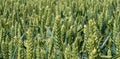 Barley Grain growing in Green Field Low Level Panoramic View Royalty Free Stock Photo