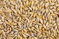 Barley grain (Hordeum) Royalty Free Stock Photo