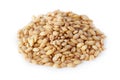 Barley grain Hordeum vulgare Royalty Free Stock Photo