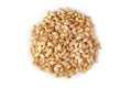 Barley grain Hordeum vulgare Royalty Free Stock Photo