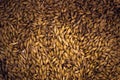 Barley Grain Seed Full Frame Royalty Free Stock Photo