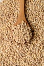 Barley grain seeds Royalty Free Stock Photo