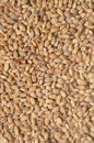 Barley grain seeds Royalty Free Stock Photo