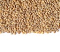 Barley grain seeds Royalty Free Stock Photo