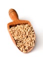 Barley grain seeds Royalty Free Stock Photo