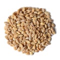 Barley grain seeds Royalty Free Stock Photo