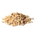 Barley grain seeds Royalty Free Stock Photo