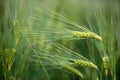 Barley grain is used for flour, barley bread, barley beer, some whiskeys, some vodkas, and animal fodder.