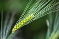 Barley grain is used for flour, barley bread, barley beer, some whiskeys, some vodkas, and animal fodder.