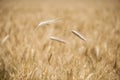 Barley grain is used for flour, barley bread, barley beer, some whiskeys, some vodkas, and animal fodder