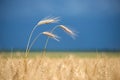 Barley grain is used for flour, barley bread, barley beer, some whiskeys, some vodkas, and animal fodder