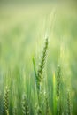 Barley grain is used for flour, barley bread, barley beer, some whiskeys, some vodkas, and animal fodder. Vertical orientation