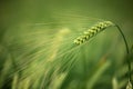 Barley grain is used for flour, barley bread, barley beer, some whiskeys, some vodkas, and animal fodder.