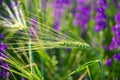 Barley grain is used for flour, barley bread, barley beer, some whiskeys, some vodkas, and animal fodder