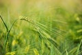 Barley grain is used for flour, barley bread, barley beer, some whiskeys, some vodkas, and animal fodder