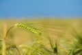 Barley grain is used for flour, barley bread, barley beer, some whiskeys, some vodkas, and animal fodder