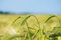 Barley grain is used for flour, barley bread, barley beer, some whiskeys, some vodkas, and animal fodder