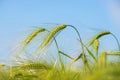 Barley grain is used for flour, barley bread, barley beer, some whiskeys, some vodkas, and animal fodder