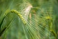 Barley grain is used for flour, barley bread, barley beer, some whiskeys, some vodkas, and animal fodder