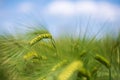 Barley grain is used for flour, barley bread, barley beer, some whiskeys, some vodkas, and animal fodder