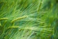 Barley grain is used for flour, barley bread, barley beer, some whiskeys, some vodkas, and animal fodder