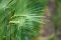 Barley grain is used for flour, barley bread, barley beer, some whiskeys, some vodkas, and animal fodder