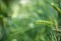 Barley grain is used for flour, barley bread, barley beer, some whiskeys, some vodkas, and animal fodder.