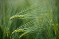 Barley grain is used for flour, barley bread, barley beer, some whiskeys, some vodkas, and animal fodder. Vertical orientation