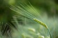 Barley grain is used for flour, barley bread, barley beer, some whiskeys, some vodkas, and animal fodder. Vertical orientation