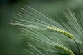 Barley grain is used for flour, barley bread, barley beer, some whiskeys, some vodkas, and animal fodder. Vertical orientation