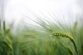 Barley grain is used for flour, barley bread, barley beer, some whiskeys, some vodkas, and animal fodder. Vertical orientation