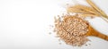 Barley grain on white background with copy space Royalty Free Stock Photo