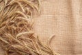 Barley grain. Whole, barley, harvest wheat sprouts. Wheat grain ear or rye spike plant on linen texture or brown natural Royalty Free Stock Photo