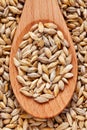 Barley grain in wooden spoon Hordeum background.