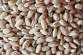 Barley grains Royalty Free Stock Photo