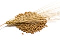 Barley grains and ear Royalty Free Stock Photo