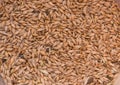 Barley Grains .