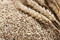 Barley Grains and Stalks Royalty Free Stock Photo