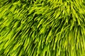 Barley grass