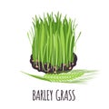 Barley grass icon in flat style isolated on white.