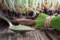 Barley grass powder on a spoon with freshly grown barley grass Royalty Free Stock Photo