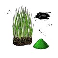 Barley grass and powder vector superfood drawing. Isolated hand drawn illustration
