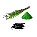 Barley grass and powder vector superfood drawing. Isolated hand drawn illustration