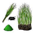Barley grass and powder vector superfood drawing. Isolated hand drawn illustration